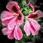 Gotas de Lluvia en mi Jardín