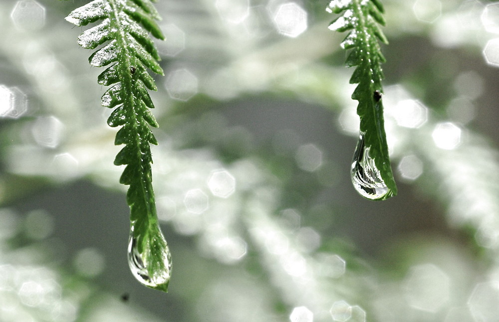 gotas de lluvia (raindrops)