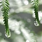 gotas de lluvia (raindrops)