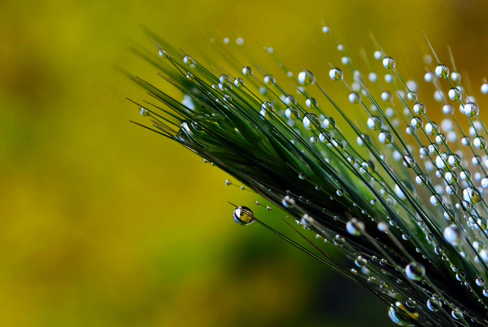 Gotas de lluvia-Raindrops