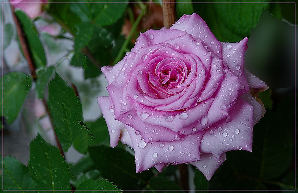 Gotas de lluvia sobre mi Rosa 