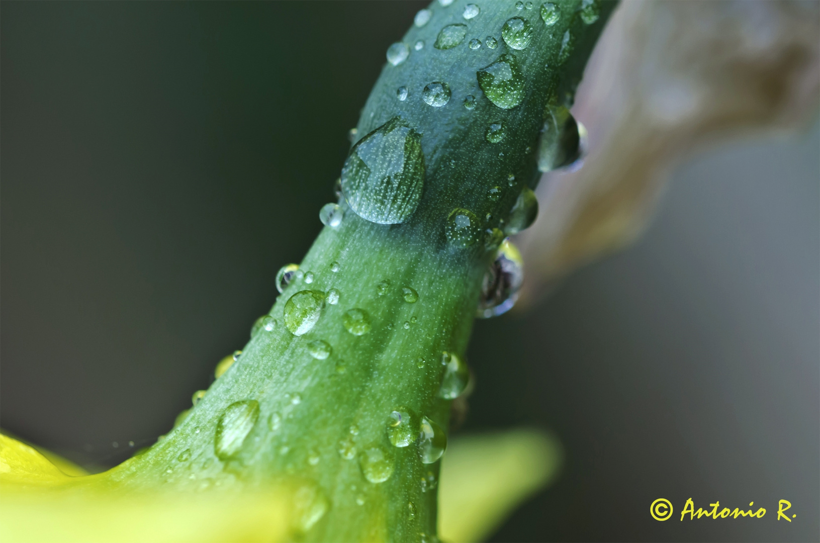 Gotas de lluvia sobre un narciso