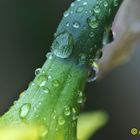 Gotas de lluvia sobre un narciso