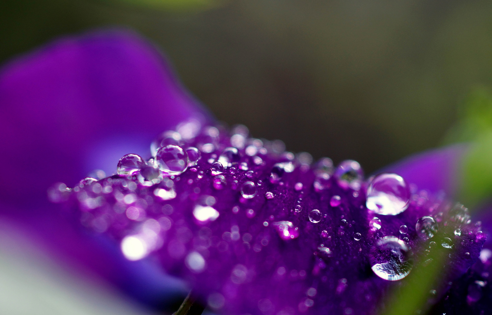 Gotas de lluvia sobre un Pensamiento