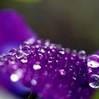 Gotas de lluvia sobre un Pensamiento