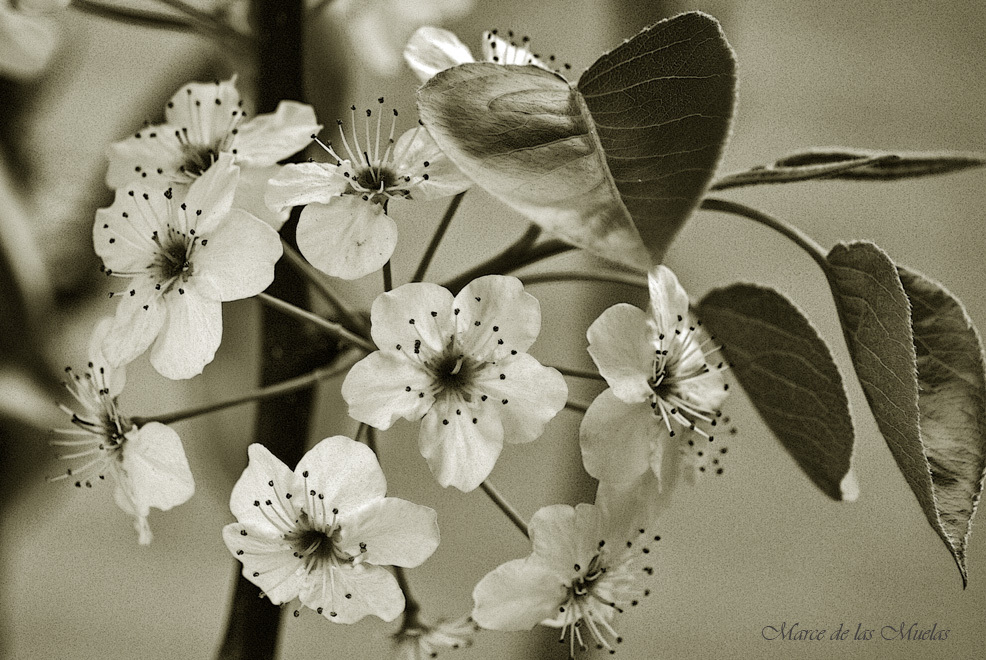 ...gotas de primavera...