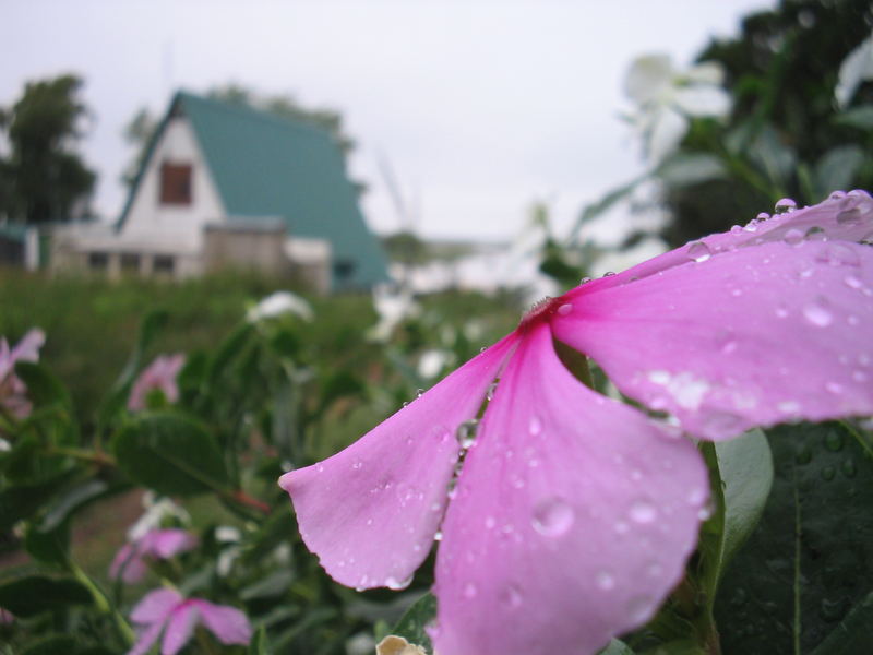 gotas de rocio...