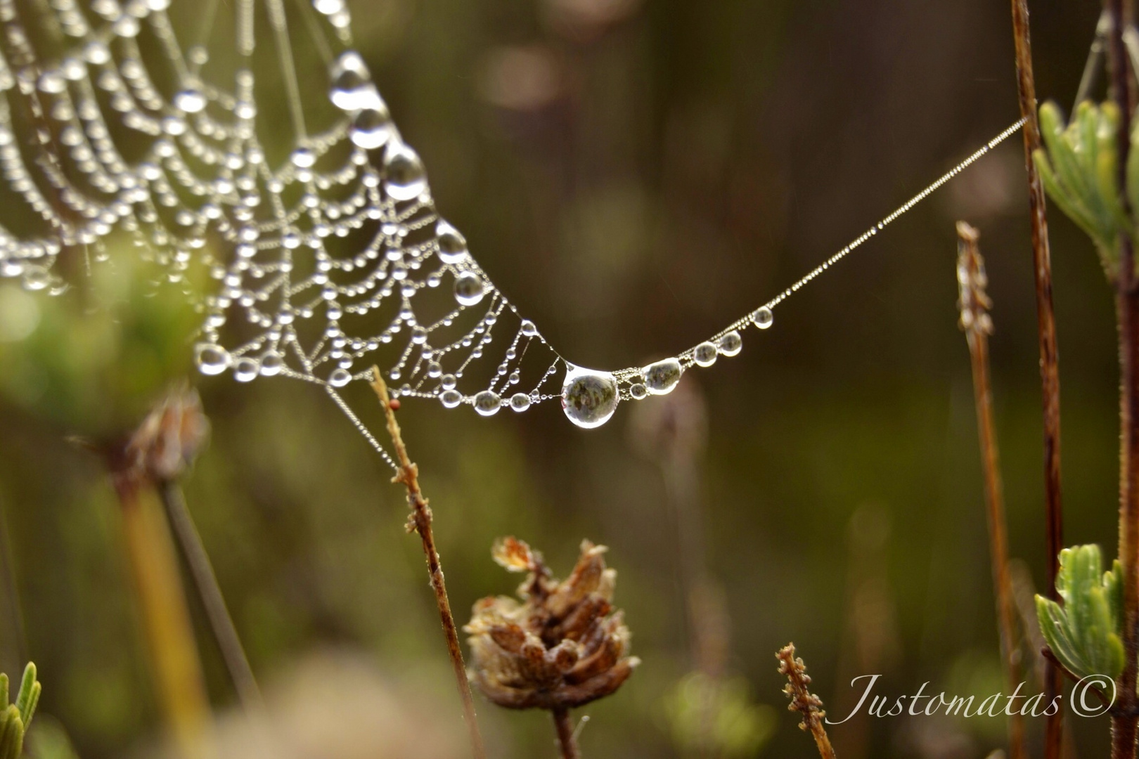 Gotas de Rocío