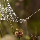 Gotas de Rocío