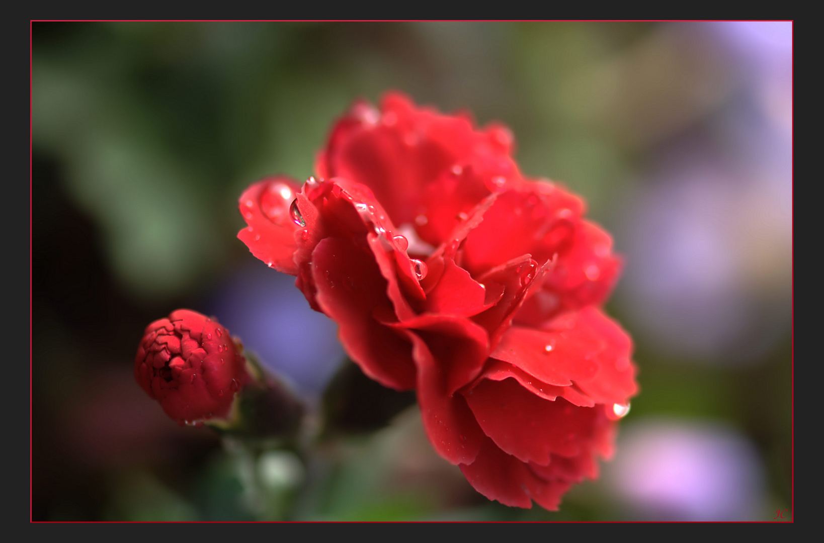 Gotas de rocío