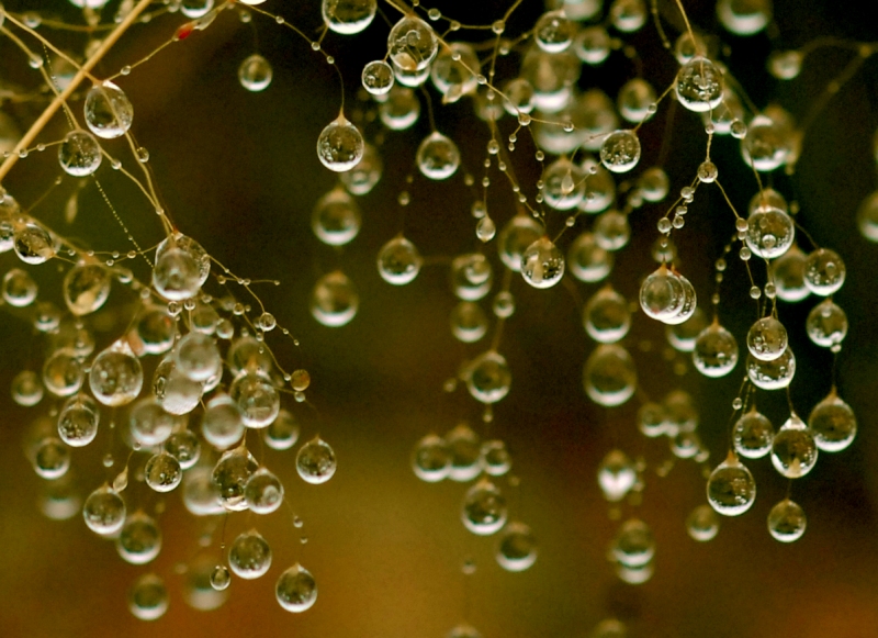 Gotas de Rocio