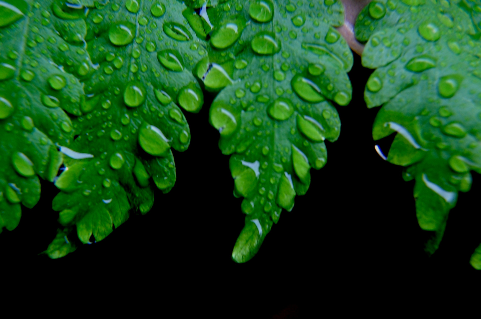 gotas de roció