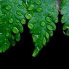 gotas de roció