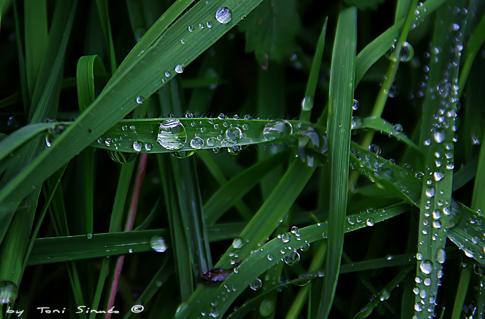 Gotas de rocío