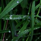 Gotas de rocío