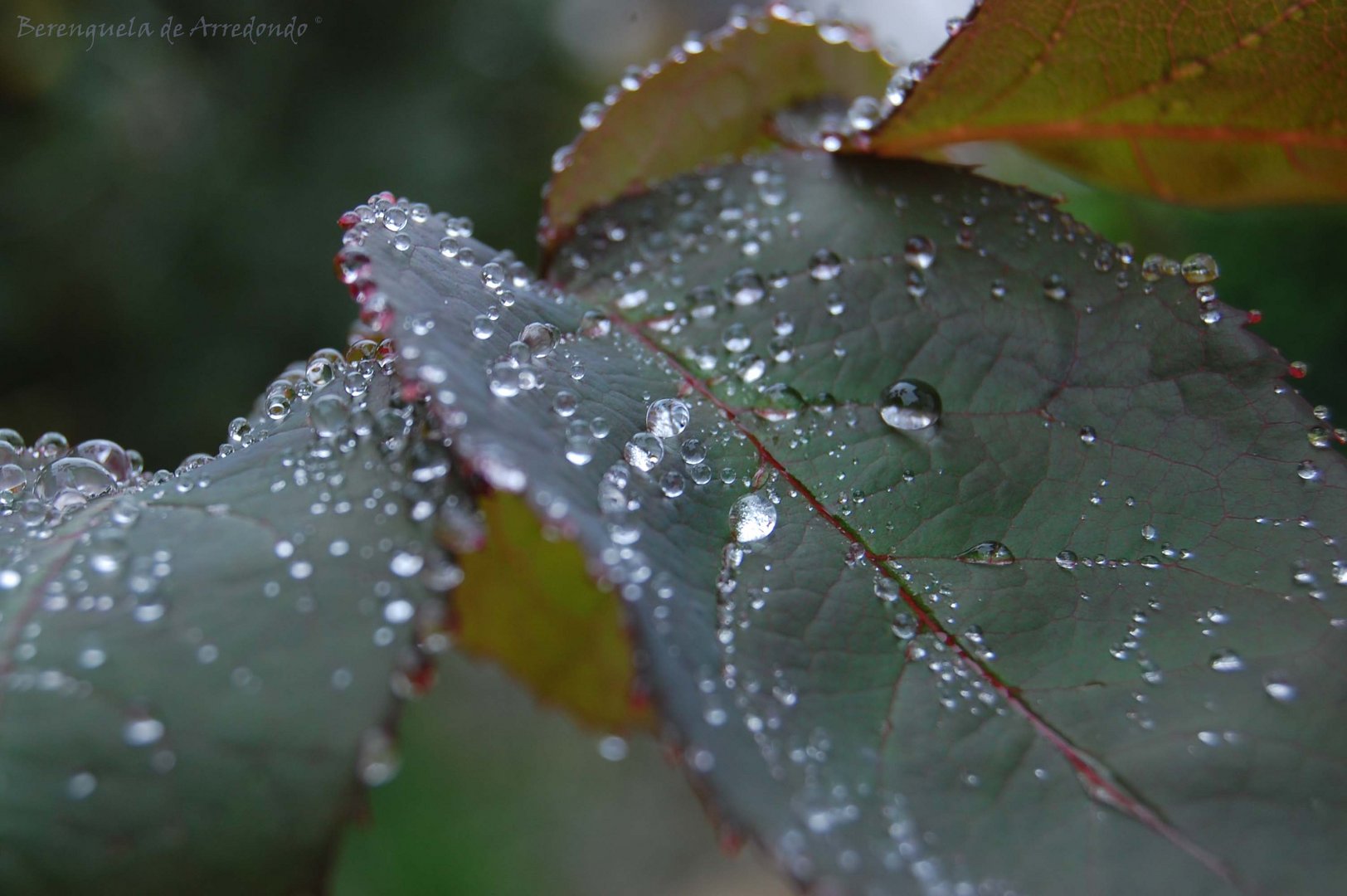 Gotas de rocio