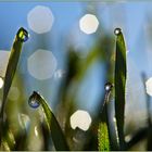 Gotas de rocío