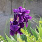 Gotas de rocío en la flor