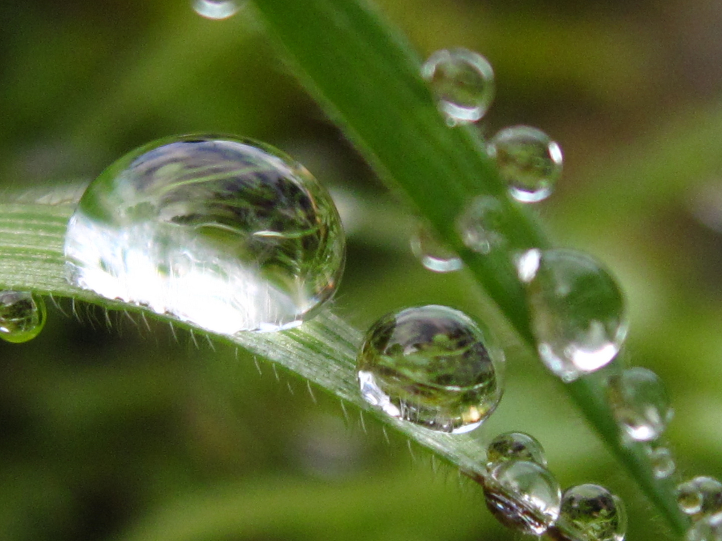 GOTAS DE ROCIO