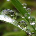 GOTAS DE ROCIO