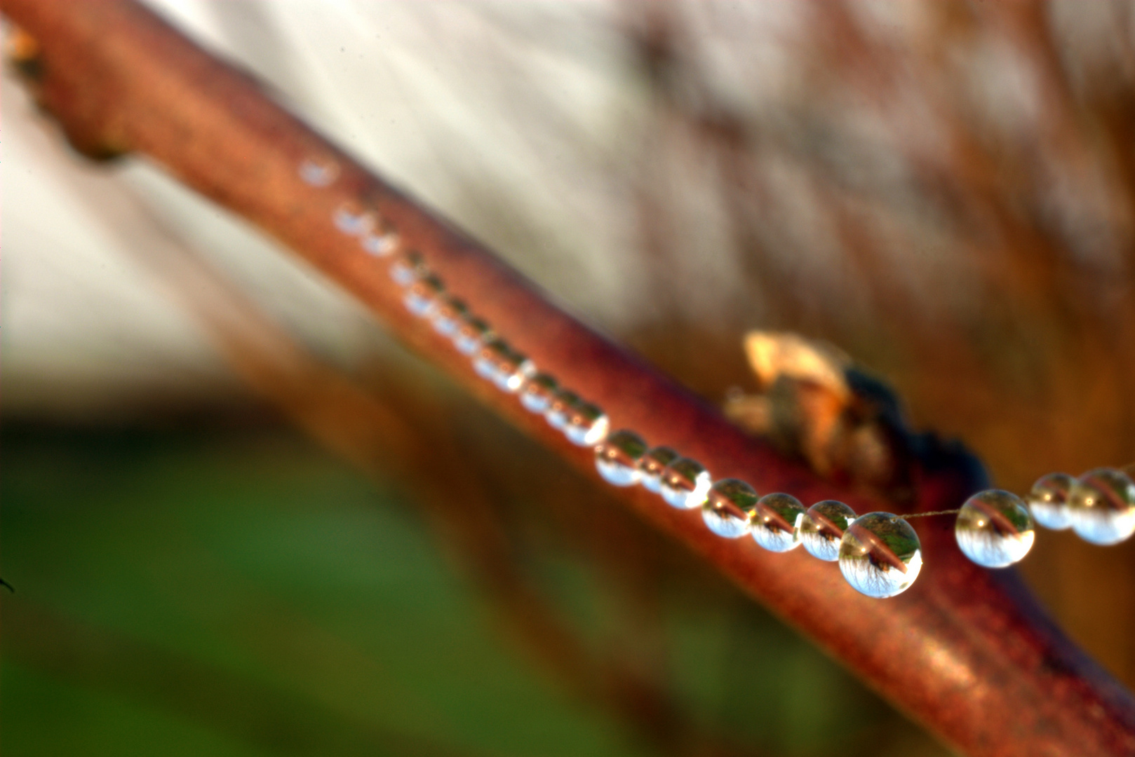 Gotas de rocío sobre tela de araña.