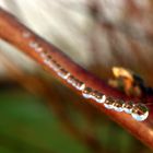 Gotas de rocío sobre tela de araña.