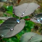 Gotas en el Rosal