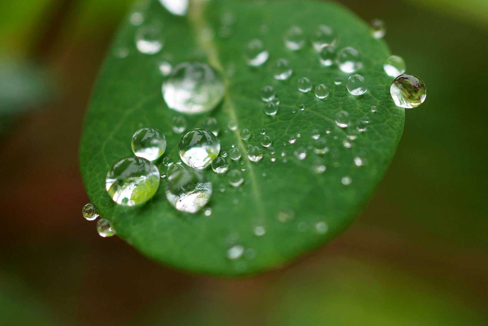 Gotas en equilibrio