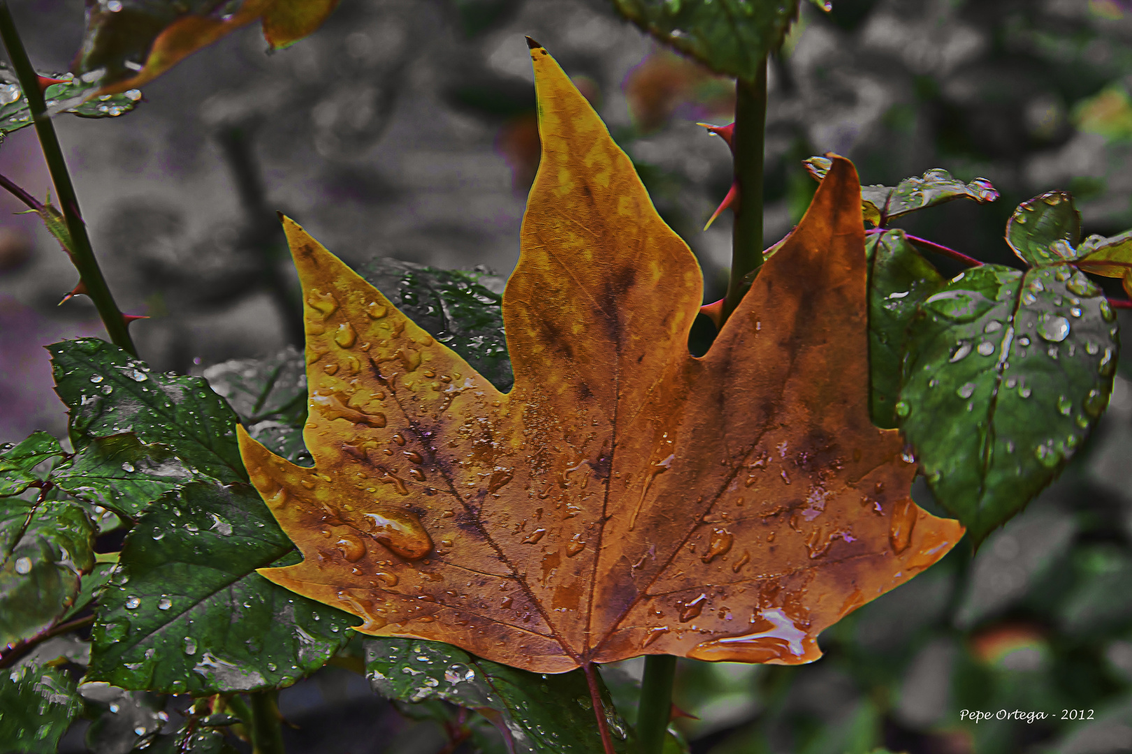 Gotas en otoño