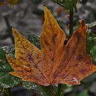 Gotas en otoño