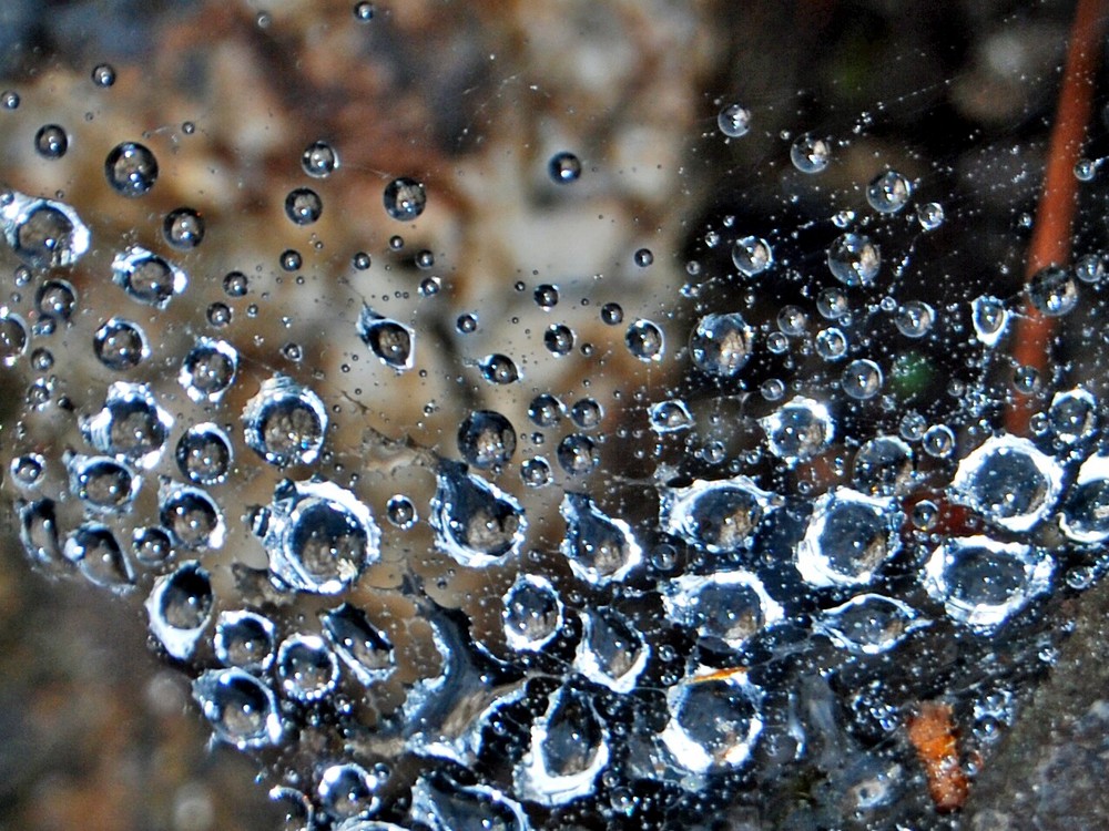 gotas en telaraña.