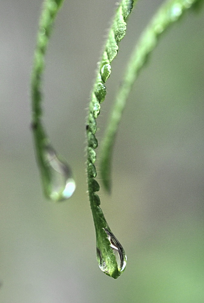 gotas pendientes de caer