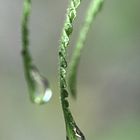 gotas pendientes de caer