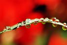 Gotas rojas de Malenaban 