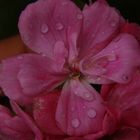 gotas rosadas