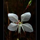 Gotas sobre Flor