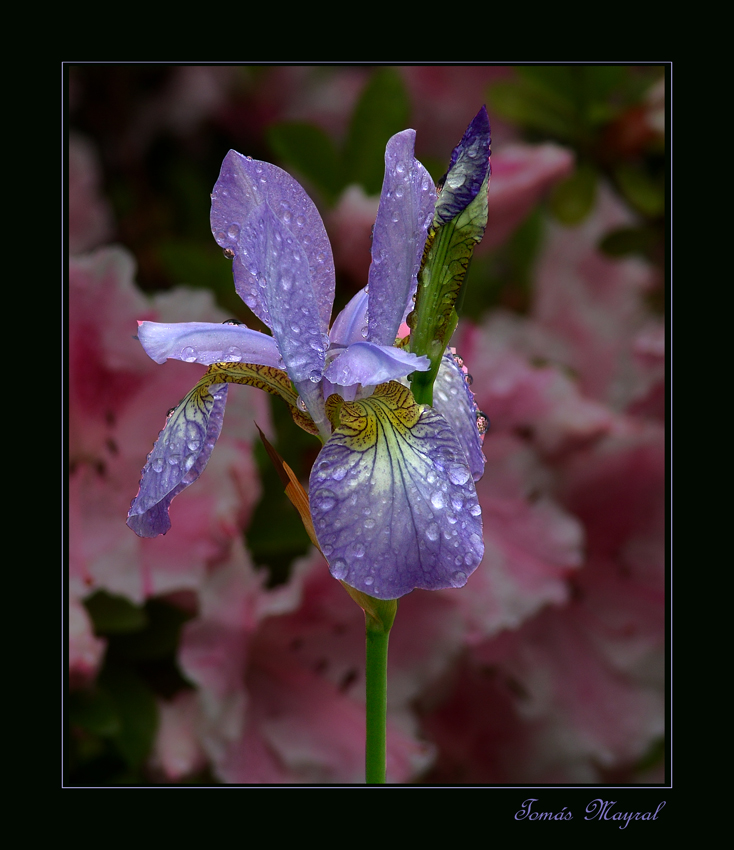 Gotas sobre Flor