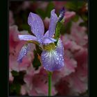 Gotas sobre Flor