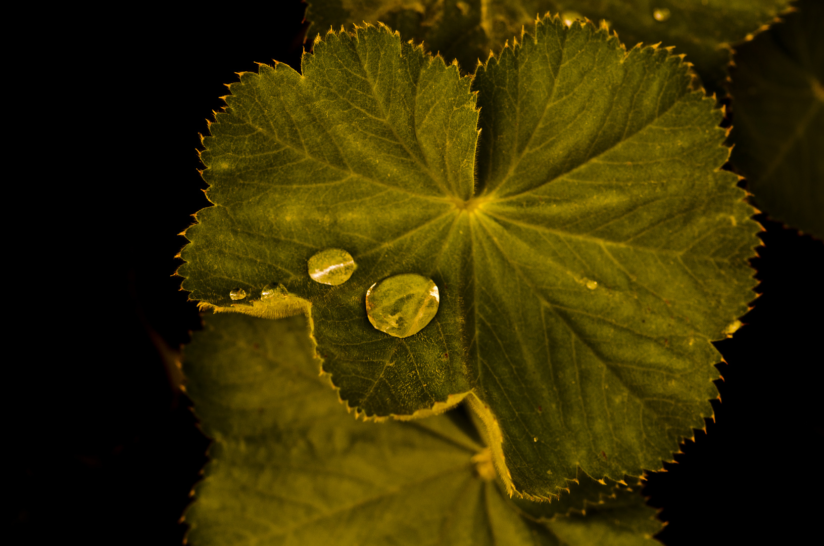 Gotas sobre hoja