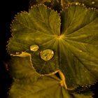 Gotas sobre hoja