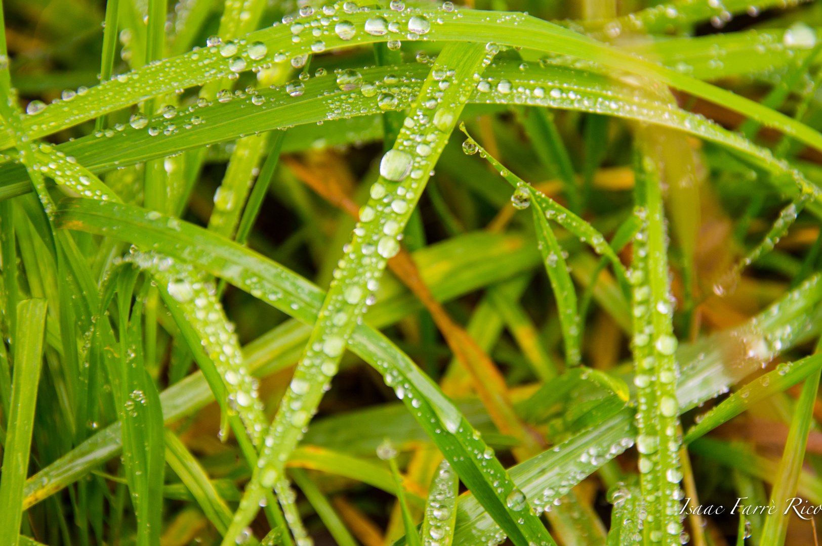 GOTAS SOBRE LA PLANTA