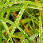 GOTAS SOBRE LA PLANTA