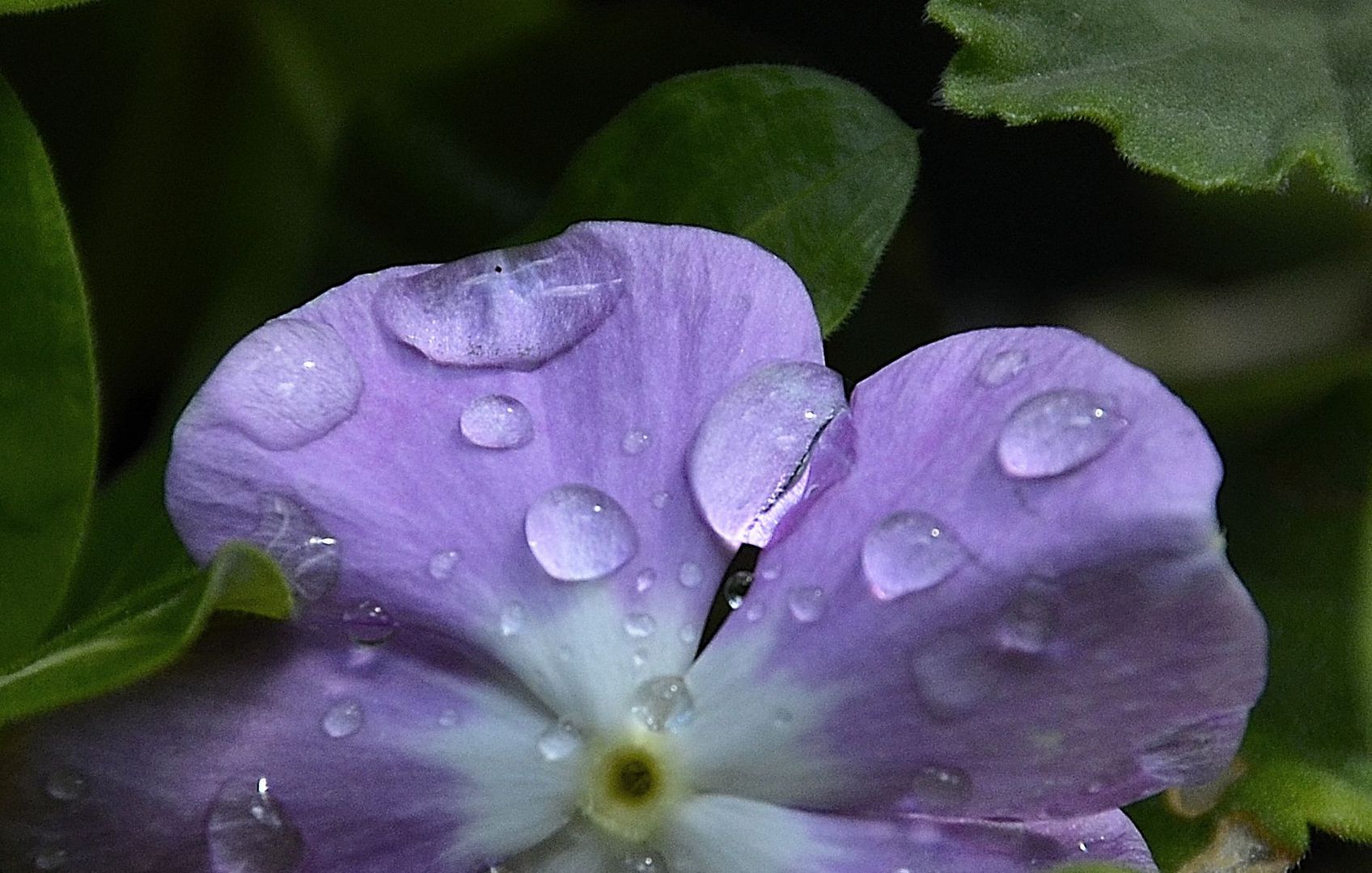 gotas violeta