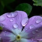 gotas violeta