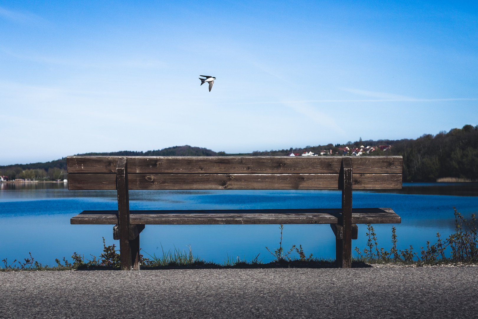 Gotcha! Kleiner Brombachsee und Mehlschwalbe