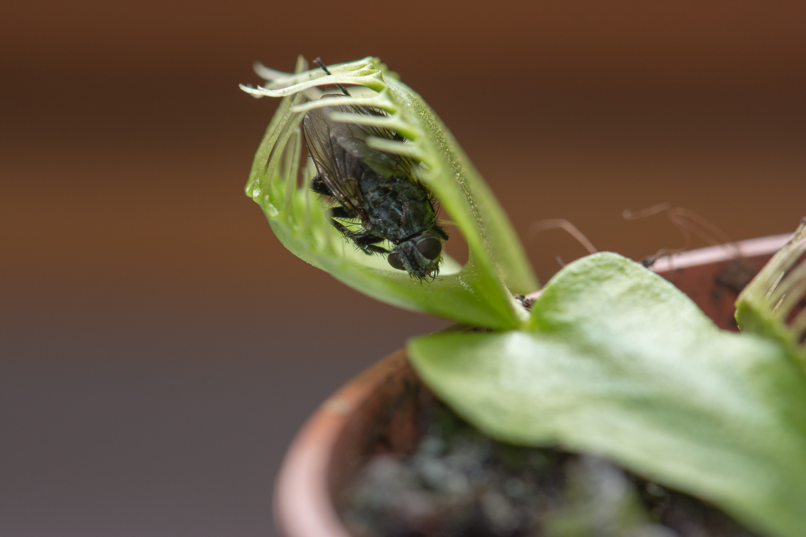 GOTCHA!...Dionaea muscipula / Venus fly trap