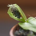 GOTCHA!...Dionaea muscipula / Venus fly trap