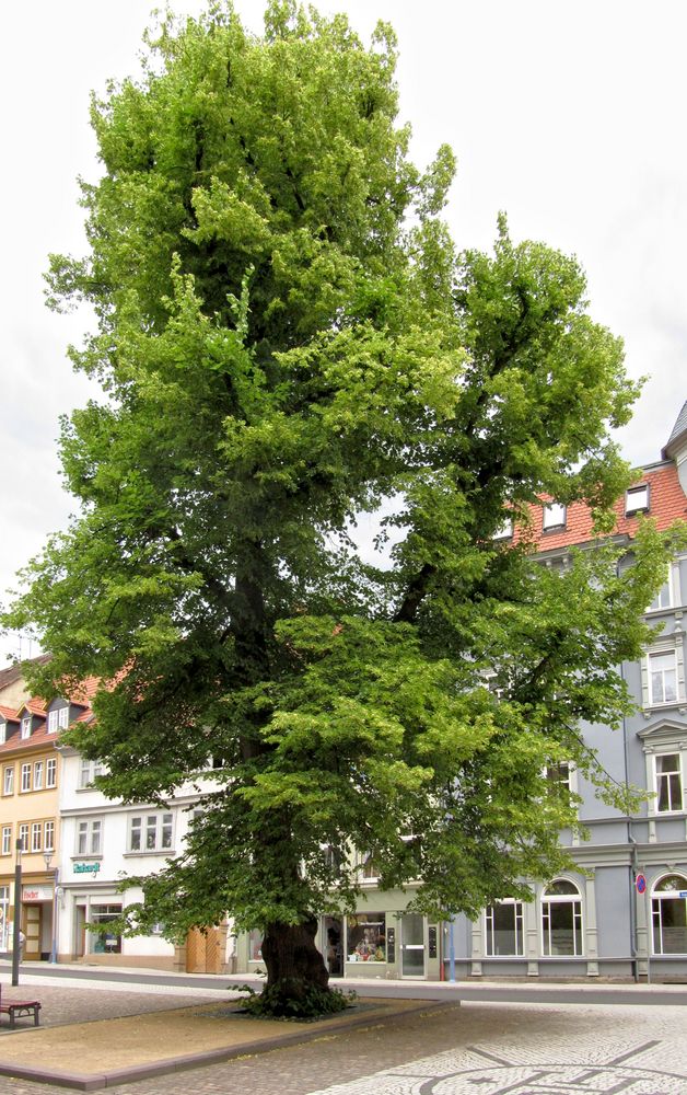 Gotha, die prächtige Klosterplatzlinde