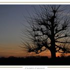 Gothic - Tree