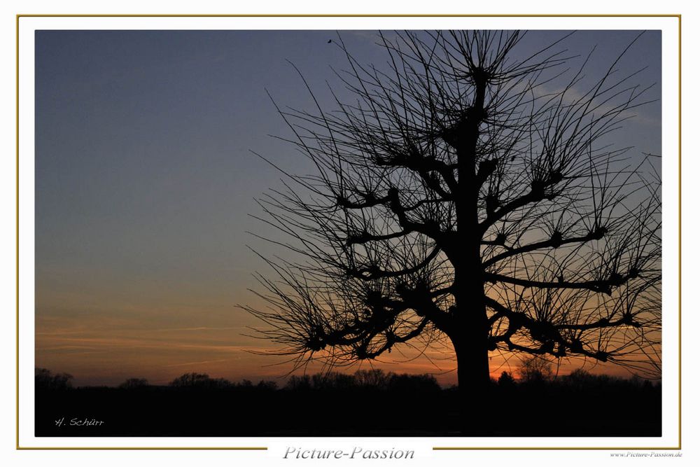 Gothic - Tree